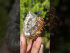 Polished and Natural Douvilleiceras Spiny Ammonite Fossil x 1 From Tulear, Madagascar