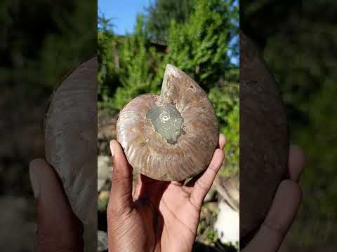 Polished Identical Pair of Cleoniceras Ammonite Fossils x 1 From Tulear, Madagascar