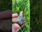 Natural Ultra Rare Small Gibeon Meteorite Specimen x 1 From Gibeon, Namibia