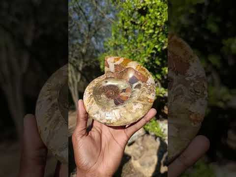 Polished Cleoniceras Ammonite Fossil Decorative Bowl x 1 From Tulear, Madagascar