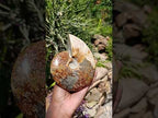 Polished Large Pyritized and Opalized Cleoniceras Ammonite x 1 From Madagascar