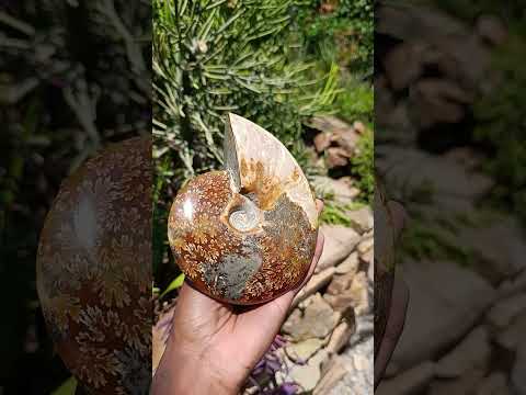 Polished Large Pyritized and Opalized Cleoniceras Ammonite x 1 From Madagascar