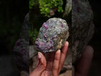 Natural Rare Hot Pink Ruby Crystals in a Zoisite and Biotite Mica Schist x 1 From Mozambique