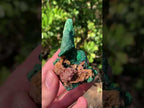 Natural Dioptase on Malachite After Azurite Crystalline Pseudomorph Crystal Pockets x 1 From Likasi, Congo