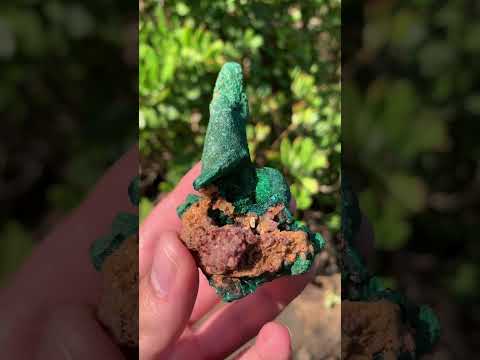 Natural Dioptase on Malachite After Azurite Crystalline Pseudomorph Crystal Pockets x 1 From Likasi, Congo