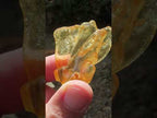 Natural Honey Copal Amber Specimen x 1 From Nosy Varika, Madagascar