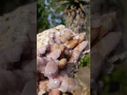 Natural Large Spirit Ametrine Cluster x 1 From Boekenhouthoek, South Africa