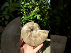 Polished Whole Cleoniceras Ammonite Fossil x 1 From Tulear Madagascar