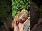 Polished Pyritised Cymatoceras Nautilus Fossil x 1 From Maintirano, Madagascar