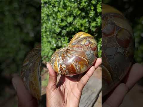 Polished Pyritised Cymatoceras Nautilus Fossil x 1 From Maintirano, Madagascar