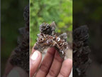 Natural Classic Ultra Rare Berg Aukas Descloizite Specimen x 1 From Berg Aukas, Namibia