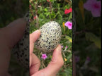 Polished Dalmatian Jasper Gemstone Speckled Egg - Sold Per Piece - From Chihuahua, Mexico