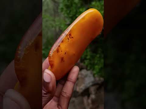 Polished Large Fossil Amber Specimen with Plant Inclusions x 1 From Poland