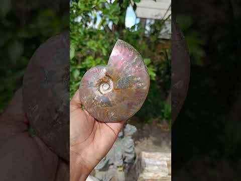 Polished Cleoniceras Ammolite Opalized Ammonite Fossil x 1 From Tulear, Madagascar