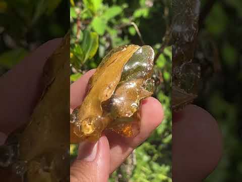 Natural Copal Amber "Frog" Specimen x 1 From Nosy Varika, Madagascar