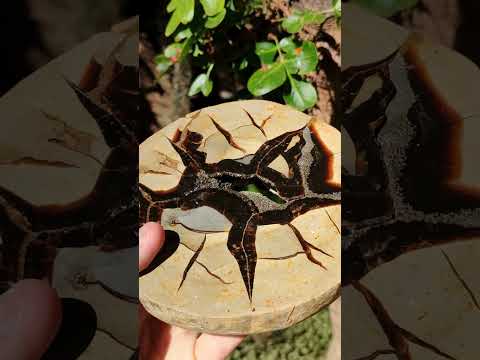 Polished Septerye Fossil Slice x 1 From Mahajanga, Madagascar