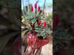 Hand Made Pair of Gemstone Twin Aloe Stone Art Trees x 1 From South Africa