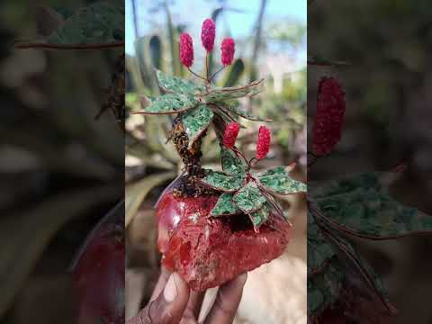 Hand Made Pair of Gemstone Twin Aloe Stone Art Trees x 1 From South Africa
