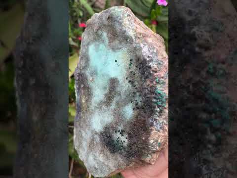 Natural XL Drusy Coated Chrysocolla on Dolomite with Ball Malachite Specimen x 1 From Congo
