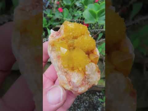 Natural Solar Cactus Flower Spirit Quartz Cluster x 1 From Boekenhouthoek, South Africa