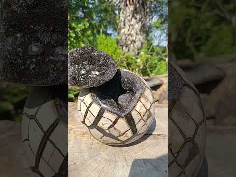 Polished Septerye Sauvage Dragons Egg with Cap x 1 From Mahajanga, Madagascar