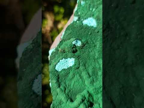 Natural Botryoidal Malachite Crystalline Plate Specimen x 1 From Kolwezi, Congo