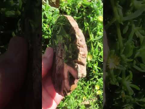 Polished On One Side Petrified Wood Slice x 1 From Gokwe, Zimbabwe