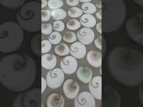 Hand Made Extra Large Vintage Shell Table Top x 1 From Madagascar