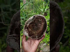 Polished One Side Dadoxylon Petrified Wood Branch Section x 1 From Gokwe, Zimbabwe