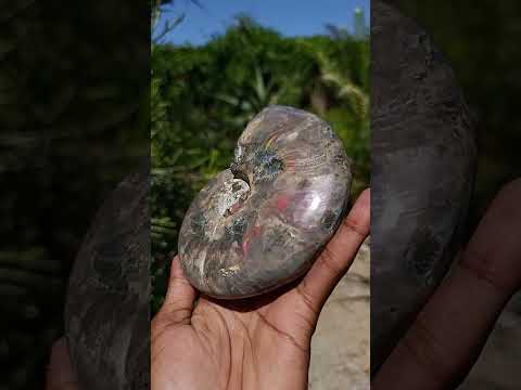 Polished Cleoniceras Ammolite Opalized Ammonite Fossil x 1 From Tulear, Madagascar