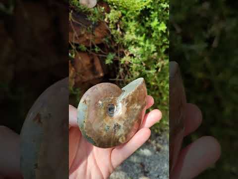 Polished Cleoniceras Ammolite Opalized Ammonite Fossil x 1 From Madagascar