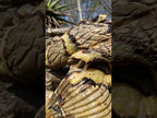 Hand Made XXL Septerye Dragon with Ammonite Sculpture x 1 From Mahajanga, Madagascar