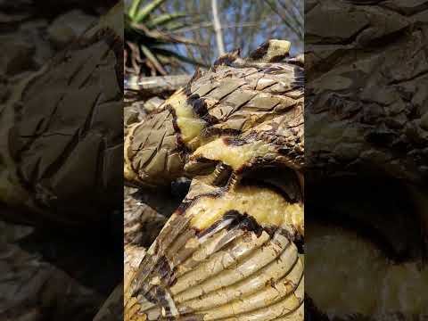 Hand Made XXL Septerye Dragon with Ammonite Sculpture x 1 From Mahajanga, Madagascar