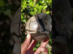 Polished Septerye Sauvage Dragons Egg x 1 From Mahajanga, Madagascar
