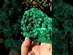 Natural AA Grade Silky Malachite Specimen x 1 From Kasompe, Congo