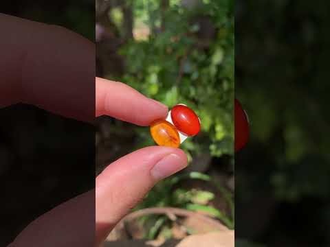 Polished Pair of Fossilised Baltic Amber Cabochons - Sold Per Pair - From Poland
