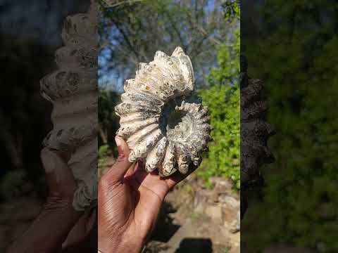 Polished Large Douvilleiceras Spiny Ammonite Fossil x 1 From Tulear, Madagascar