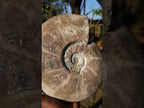 Polished XL Opalized Ammolite Cleoniceras Ammonite Fossil x 1 From Tulear, Madagascar