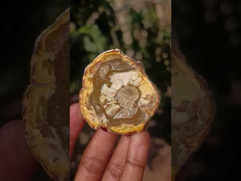 Polished and Natural Mixed Set of 12 African Minerals and Fossil in Wooden Display Box x 1 From Southern Africa