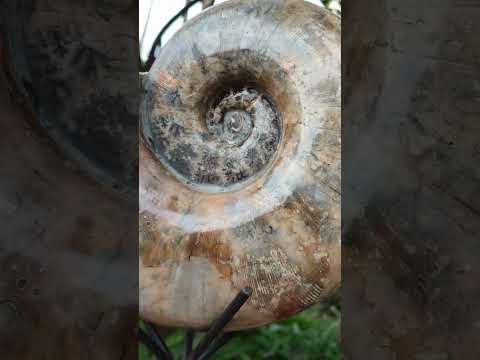 Polished XL Rams Horn Perisphinctes Wide Mouth Ammonite Fossil x 1 From Tulear, Madagascar