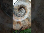 Polished XL Rams Horn Perisphinctes Wide Mouth Ammonite Fossil x 1 From Tulear, Madagascar