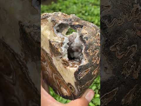 Polished Ammonite Segment Specimen x 1 From Richards Bay, South Africa