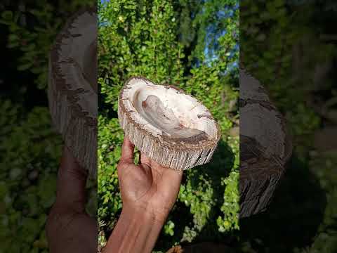 Polished Podocarpus Petrified Wood Bowl x 1 From Mahajanga, Madagascar