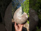 Polished Large Cymatoceras Nautilus Ammonite Fossil x 1 From Maintirano, Madagascar