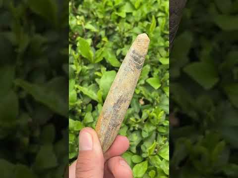 Natural Large Belemnite Fossil x 1 From Maintirano, Madagascar