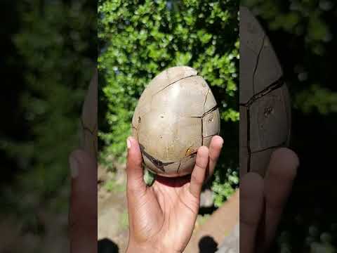 Polished Septerye Sauvage Dragons Egg with Gypsum Crystals x 1 From Mahajanga, Madagascar
