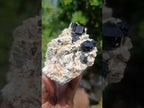Natural Shiny Black Schorl Tourmaline Crystals on Bladed Lamellar White Feldspar x 1 From Erongo Mountain, Namibia