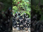 Natural Super Rare "Blacknite Quartz" Iridescent Cluster x 1 From Madagascar