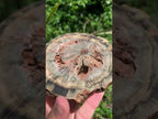 Polished Green Petrified Wood Slice with Vugs x 1 From Gokwe, Zimbabwe