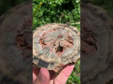 Polished Green Petrified Wood Slice with Vugs x 1 From Gokwe, Zimbabwe